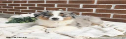 Miniature Australian Shepherd dogs for sale: Hero - Ad 1