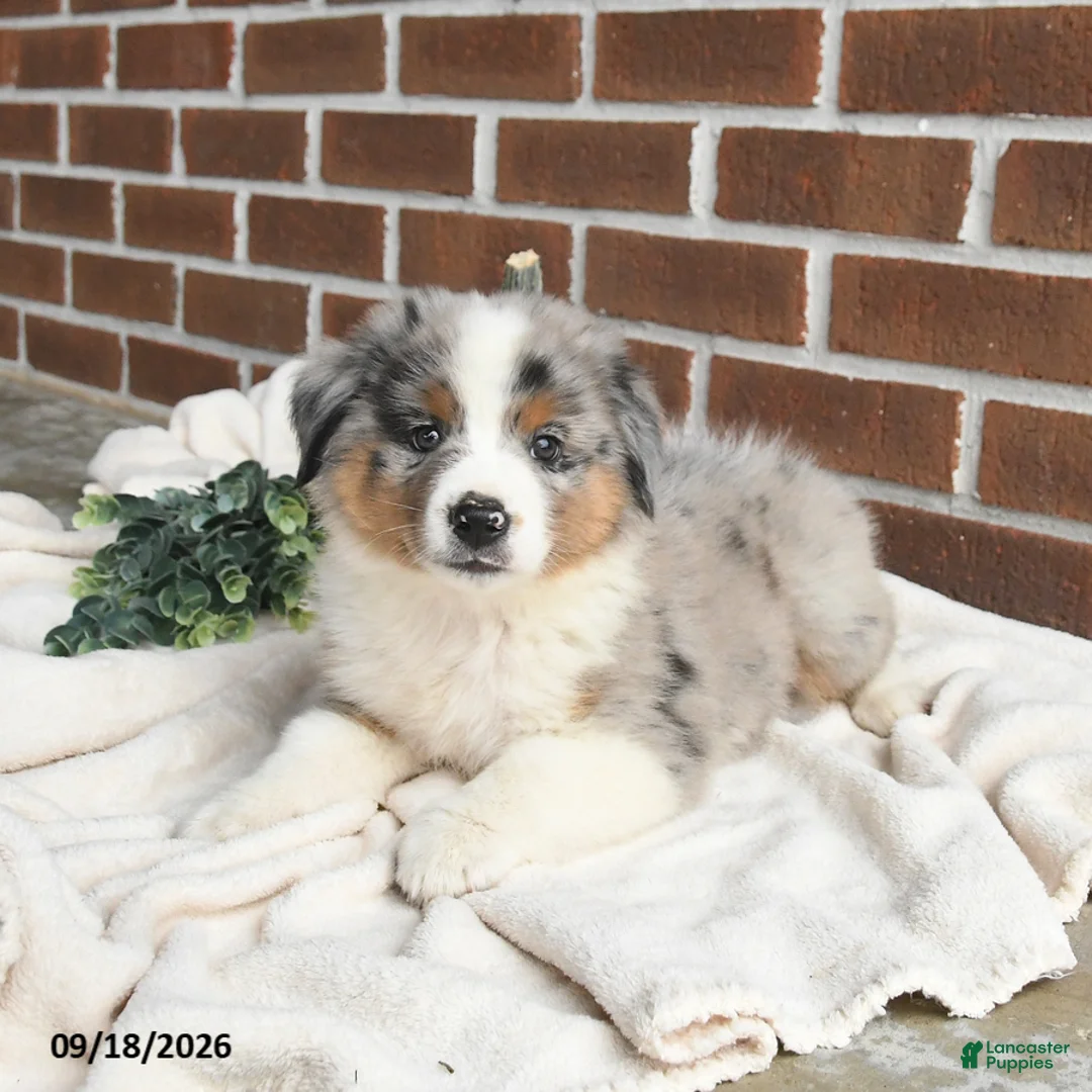 Miniature Australian Shepherd dogs for sale: Hero - Ad 1