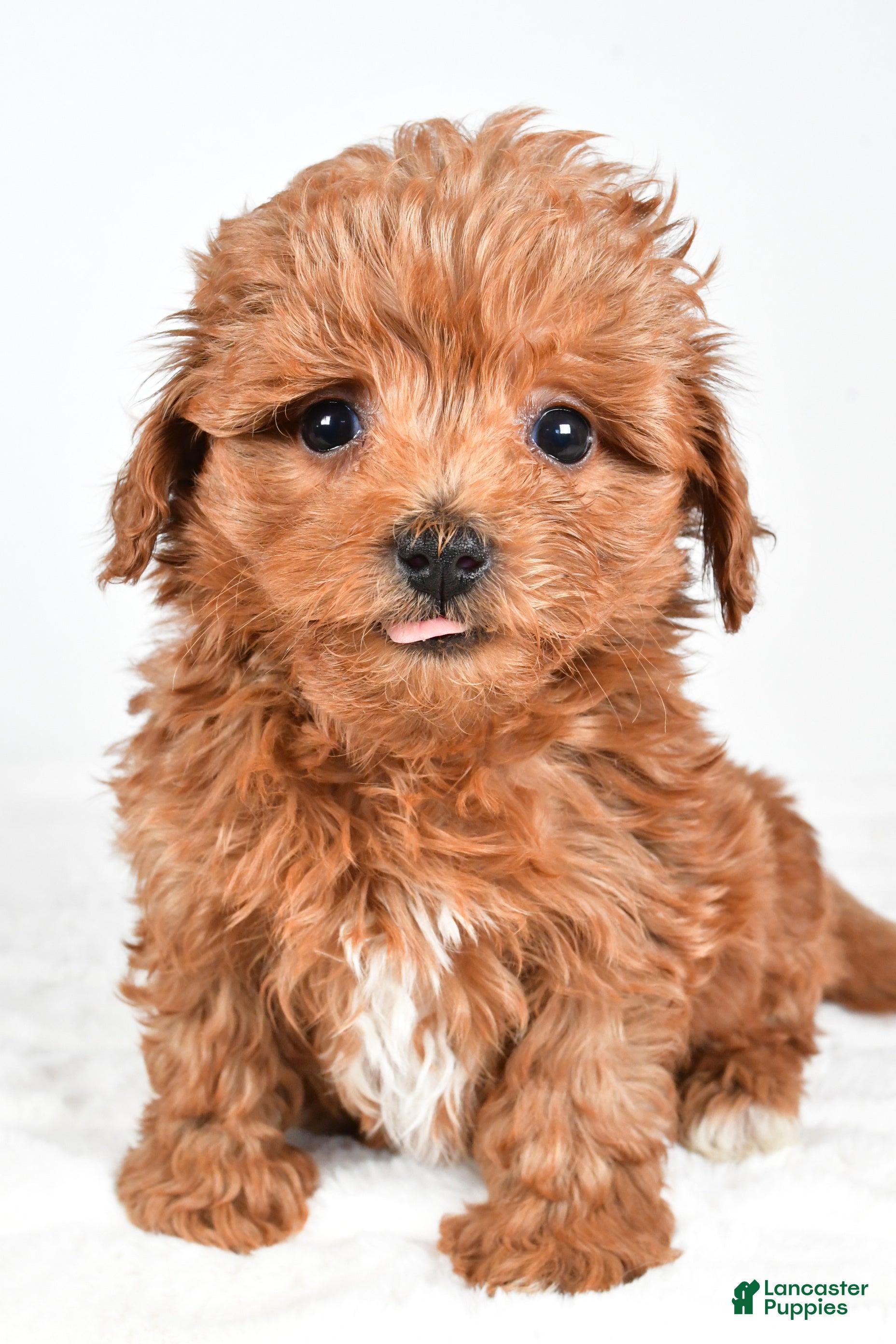 Havapoo dogs Honey - Ad 42