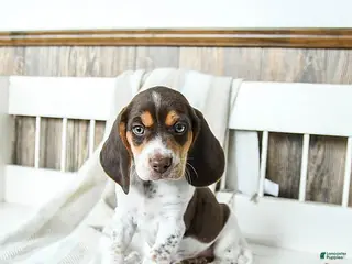 Beagle dogs Buddy - Ad 4