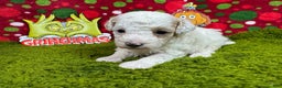 Toy Poodle dogs for sale: Toy Poodle Puppy 3 - Ad 3