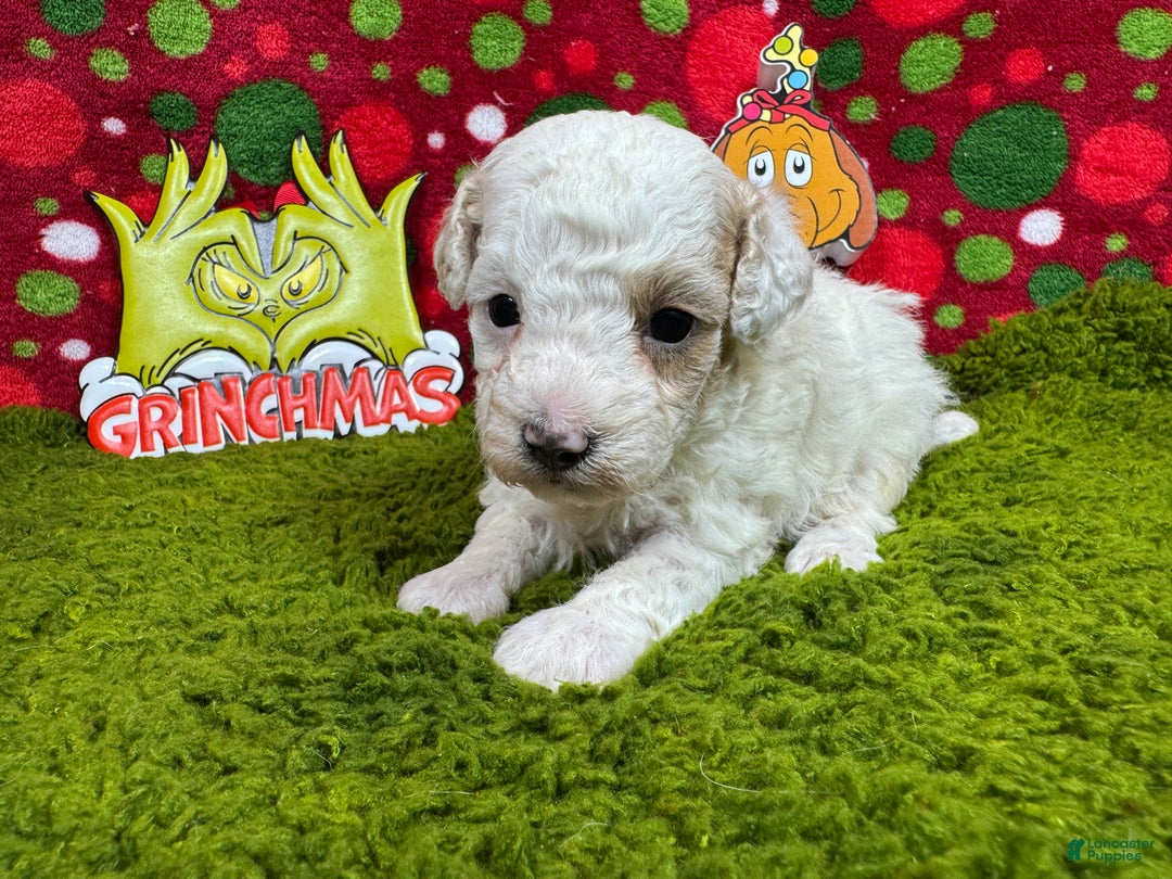 Toy Poodle dogs for sale: Toy Poodle Puppy 3 - Ad 3