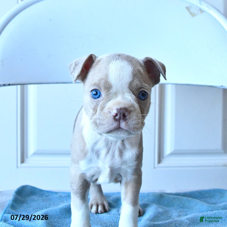 Boston Terrier dogs Candy - Ad 1