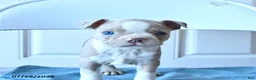Boston Terrier dogs for sale: Candy - Ad 1