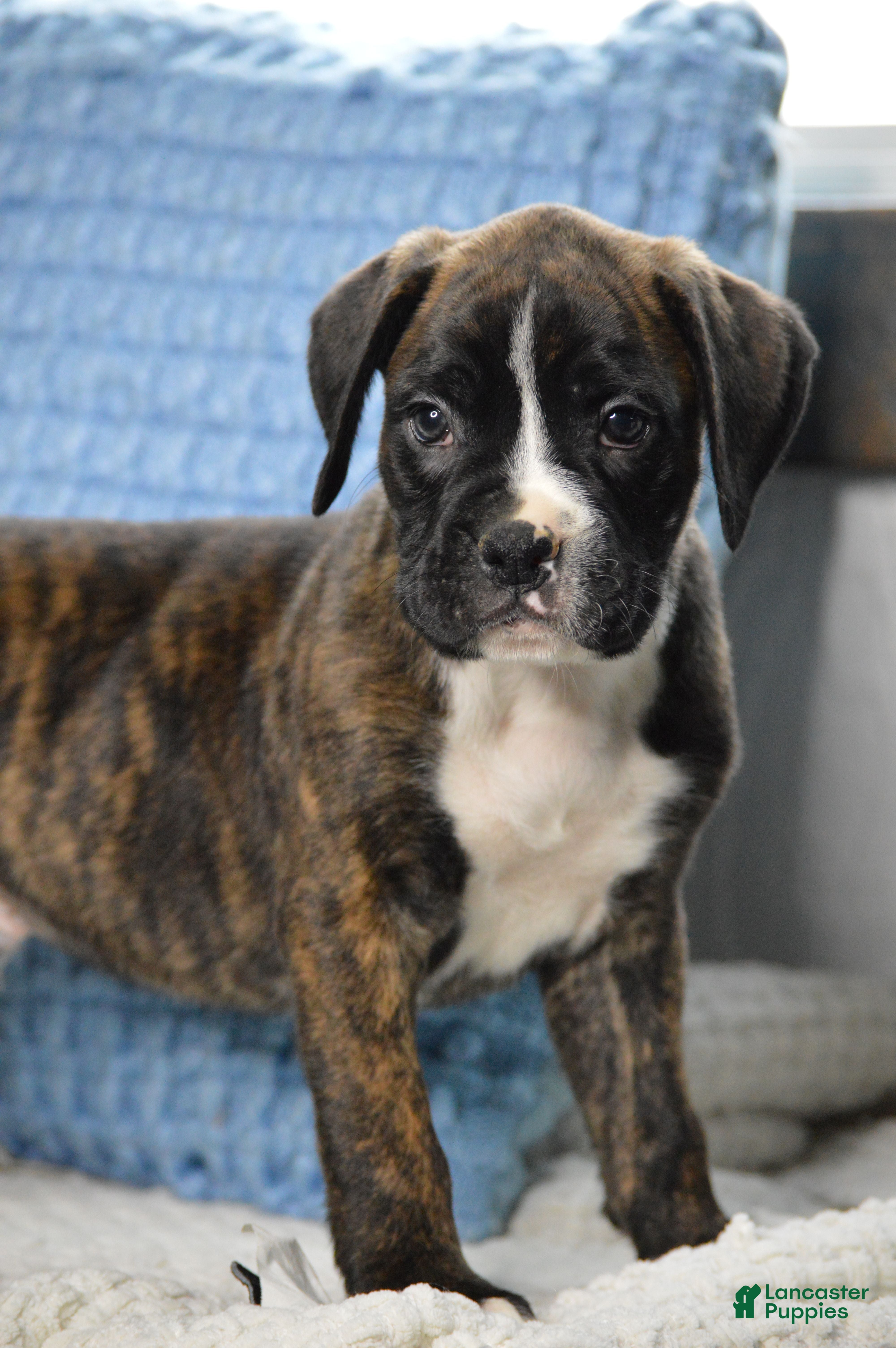 Boxer dogs for sale: Diesel - Ad 3