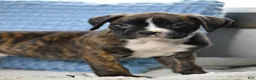 Boxer dogs for sale: Diesel - Ad 1