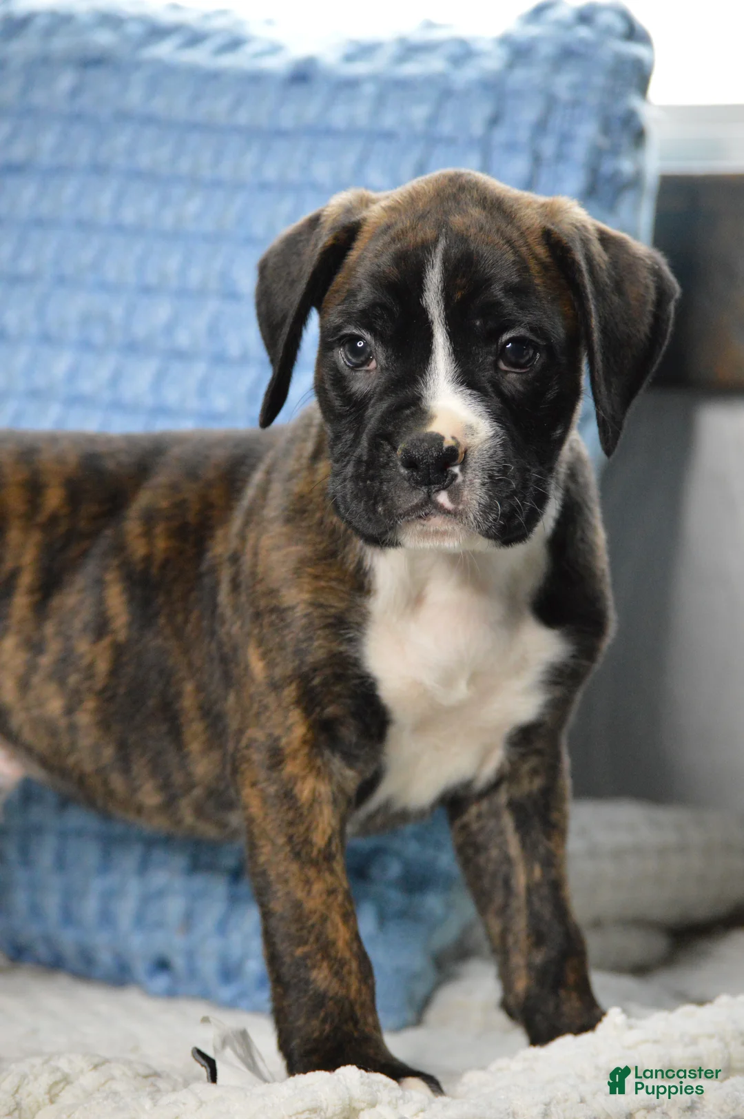 Boxer dogs for sale: Diesel - Ad 1
