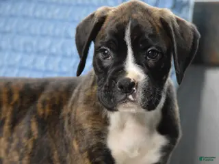 Boxer dogs for sale: Diesel - Ad 3