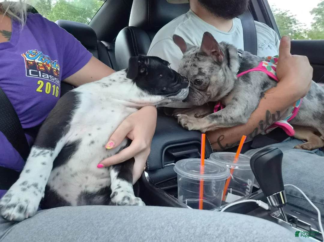 French Bulldog dogs for sale: French Bulldog 1 - Ad 2