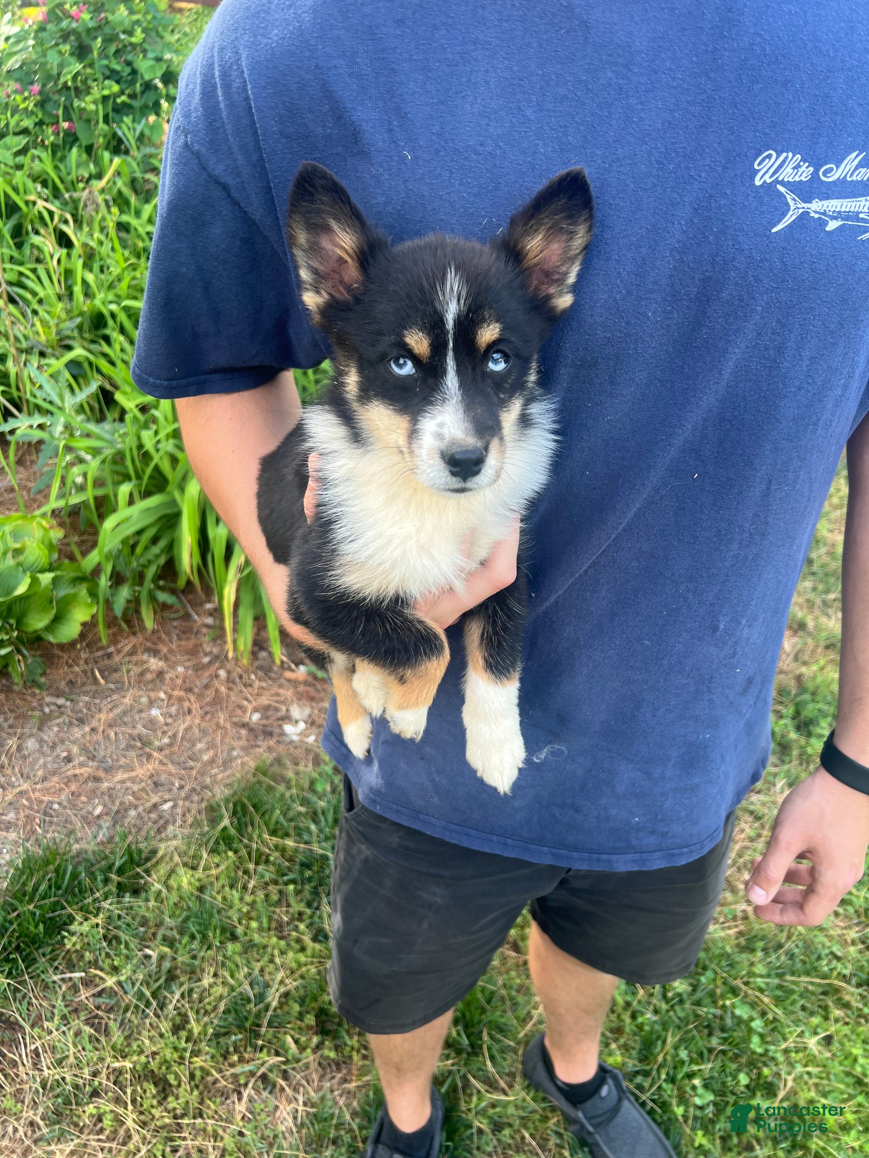 Mixed Breed dogs Mixed Breed 2 - Ad 5