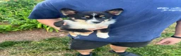Mixed Breed dogs for sale: Mixed Breed 2 - Ad 1