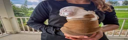 English Bulldog dogs for sale: Archie - Ad 4