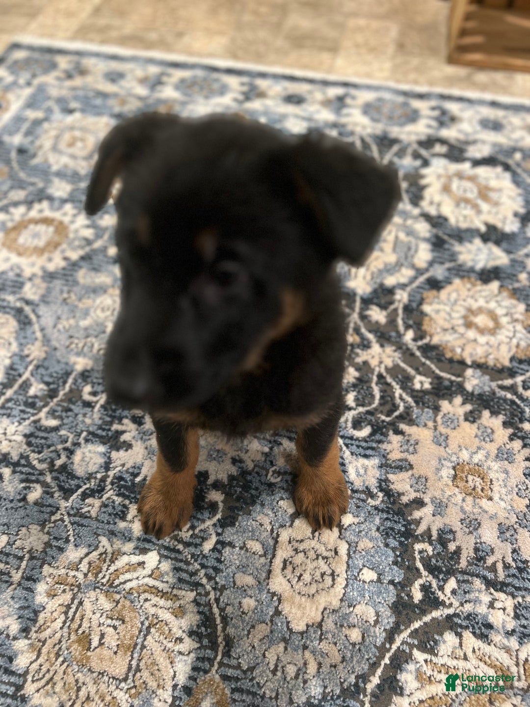 German Shepherd dogs for sale: German Shepherd Puppy 7 - Ad 2