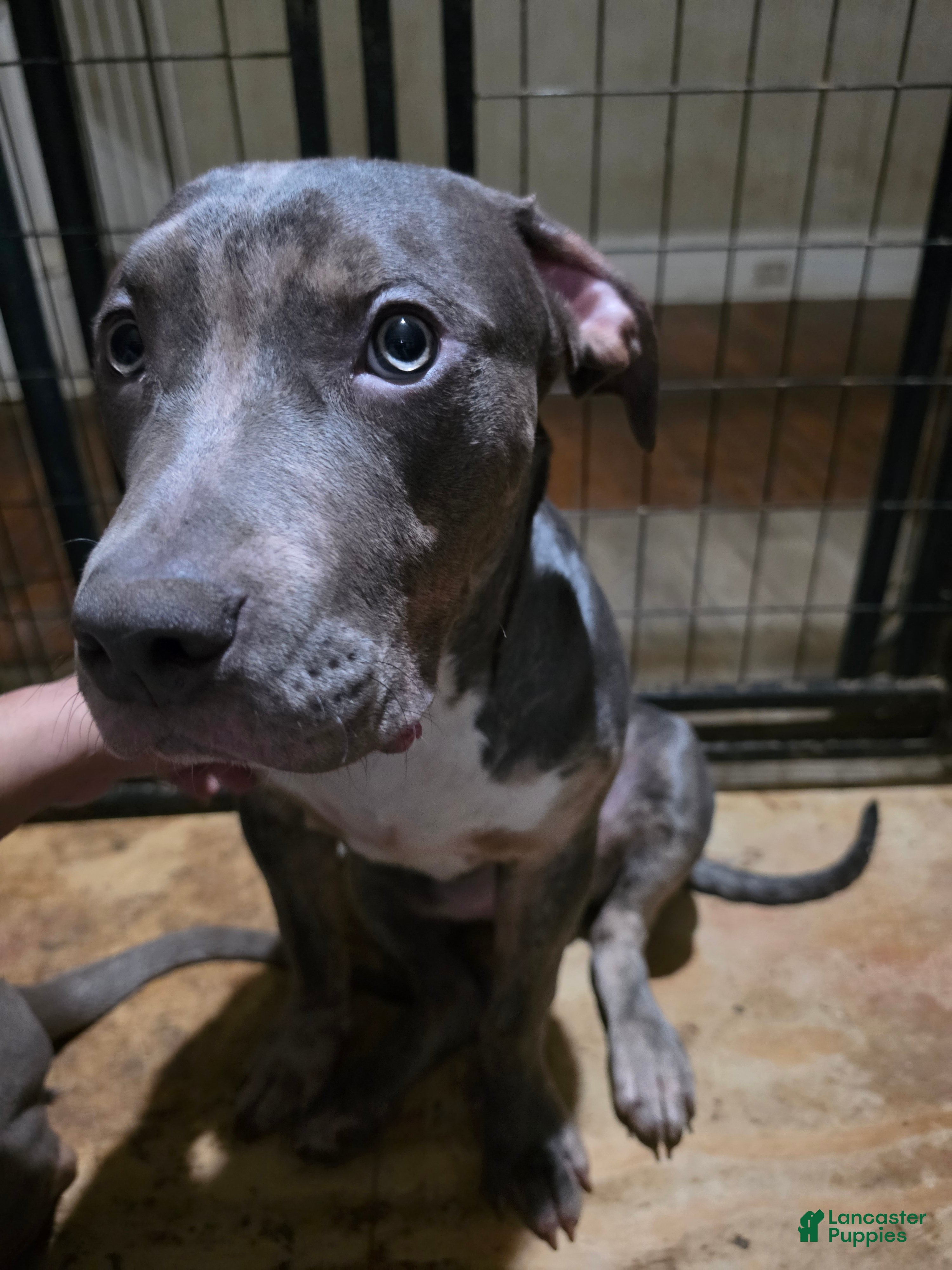 American Bully dogs Ghost - Ad 1