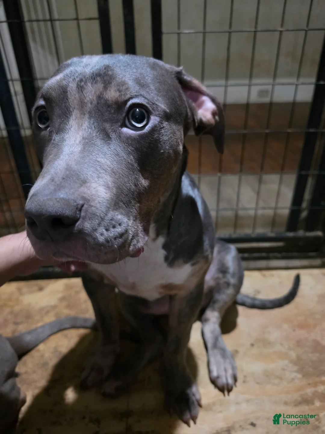 American Bully dogs for sale: Ghost - Ad 1