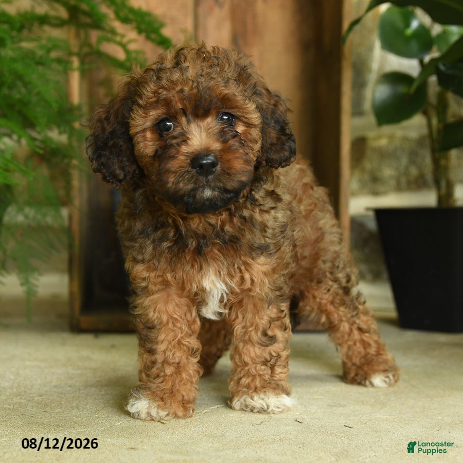 Cavapoo dogs Ember - Ad 2