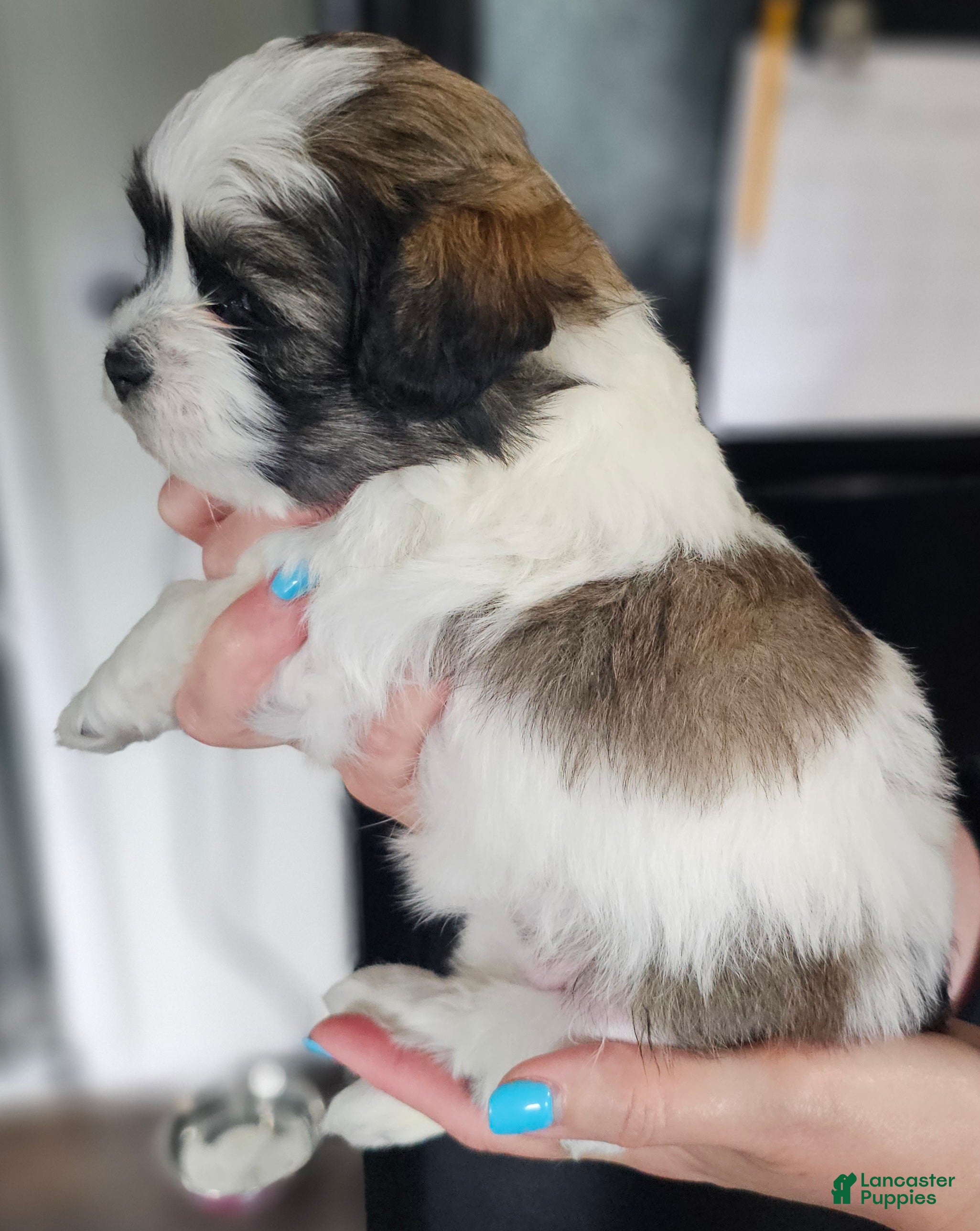 Teddy Bear dogs Savannah - Ad 1