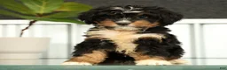 Mini Bernedoodle dogs for sale: Luna - Ad 5