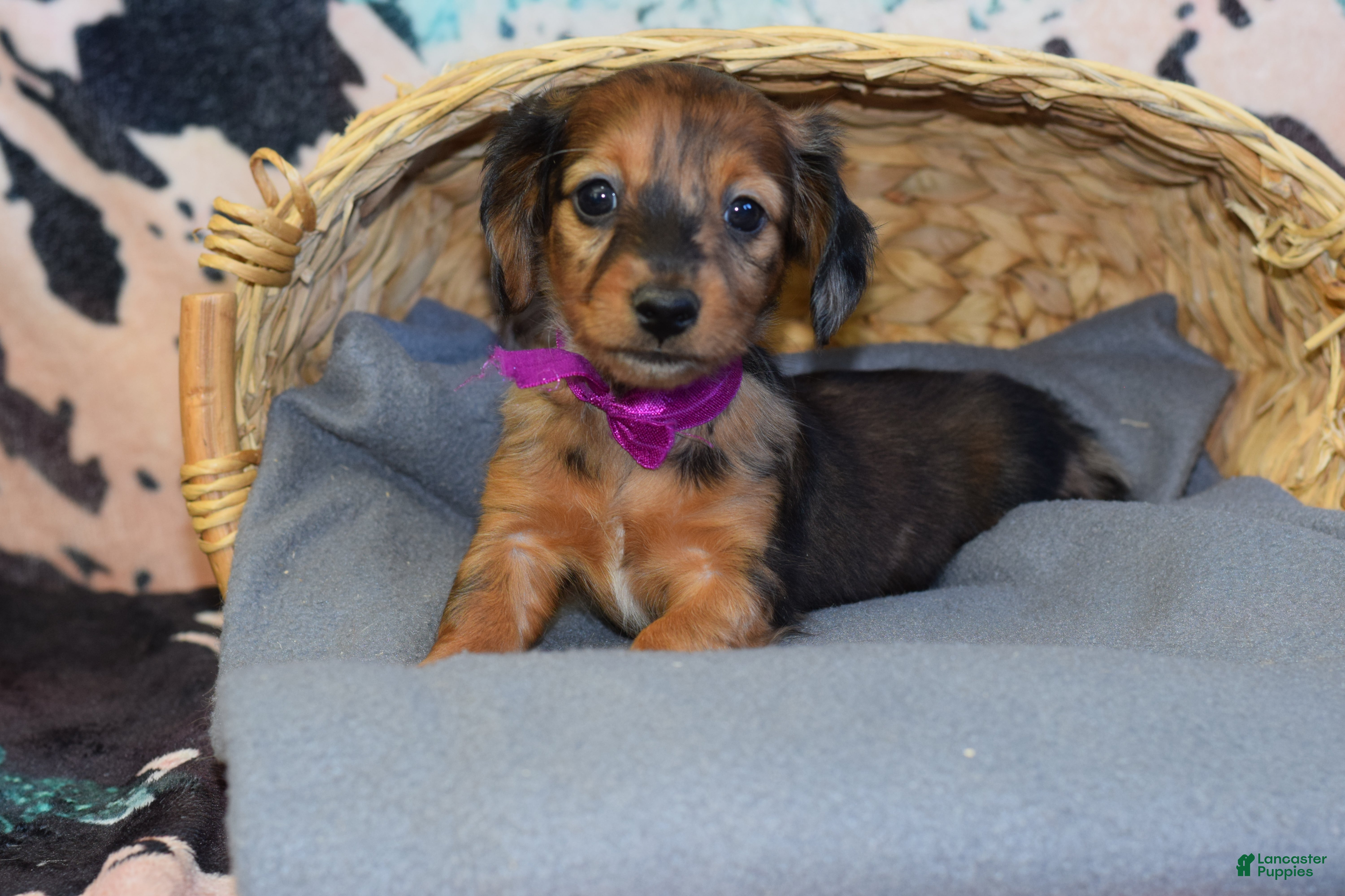 Miniature Dachshund dogs Miniature Dachshund Puppy 4 - Ad 2