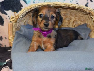 Miniature Dachshund dogs Miniature Dachshund Puppy 4 - Ad 2