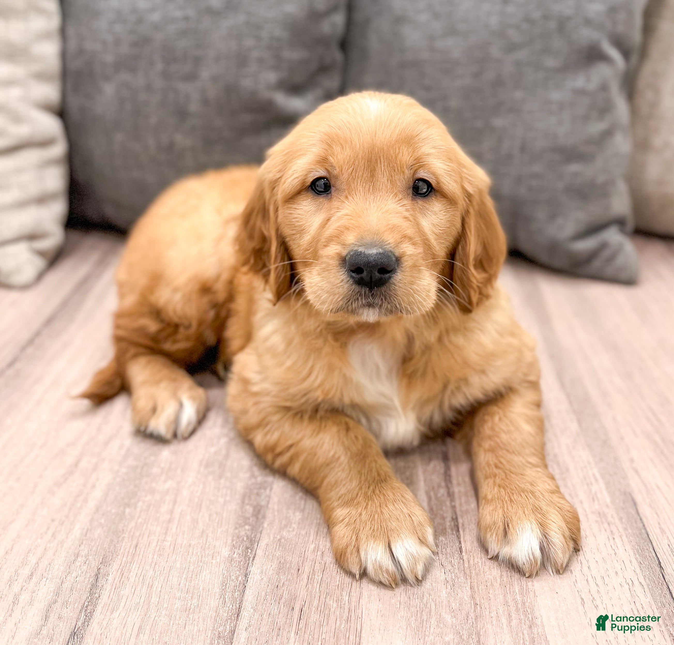 Golden Retriever dogs Champ - Ad 2