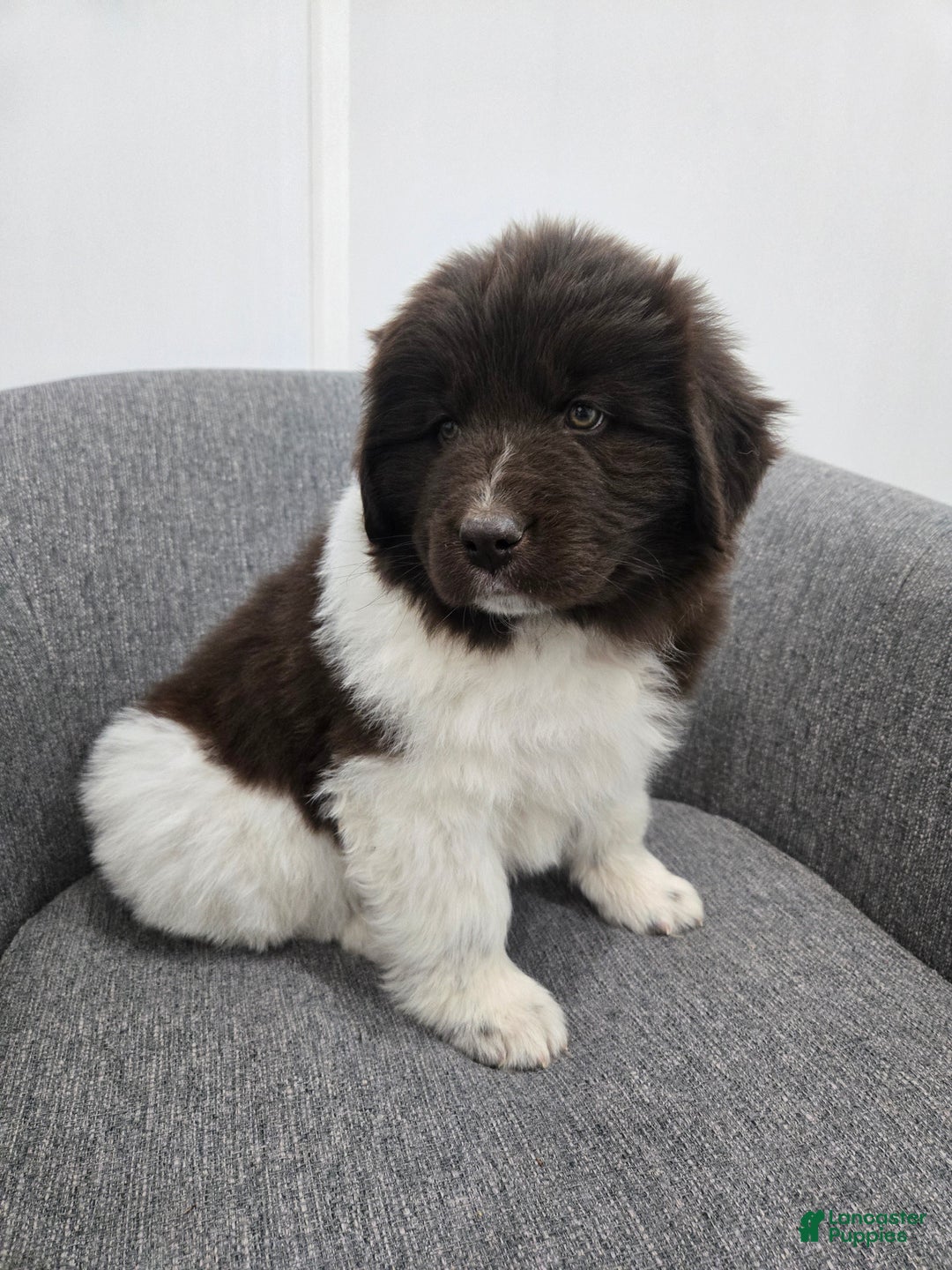 Newfoundland dogs for sale: Beauty  - Ad 7