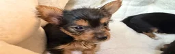 Yorkshire Terrier dogs for sale: Yorkshire Terrier 4 Boys  - Ad 3