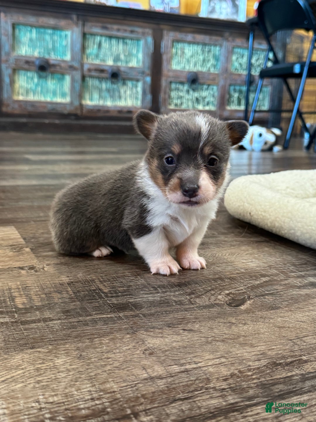 Mixed Breed dogs for sale: Ruger - Ad 10