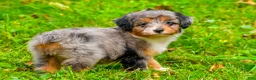 Mini Aussiedoodle dogs for sale: Lacey - Ad 9