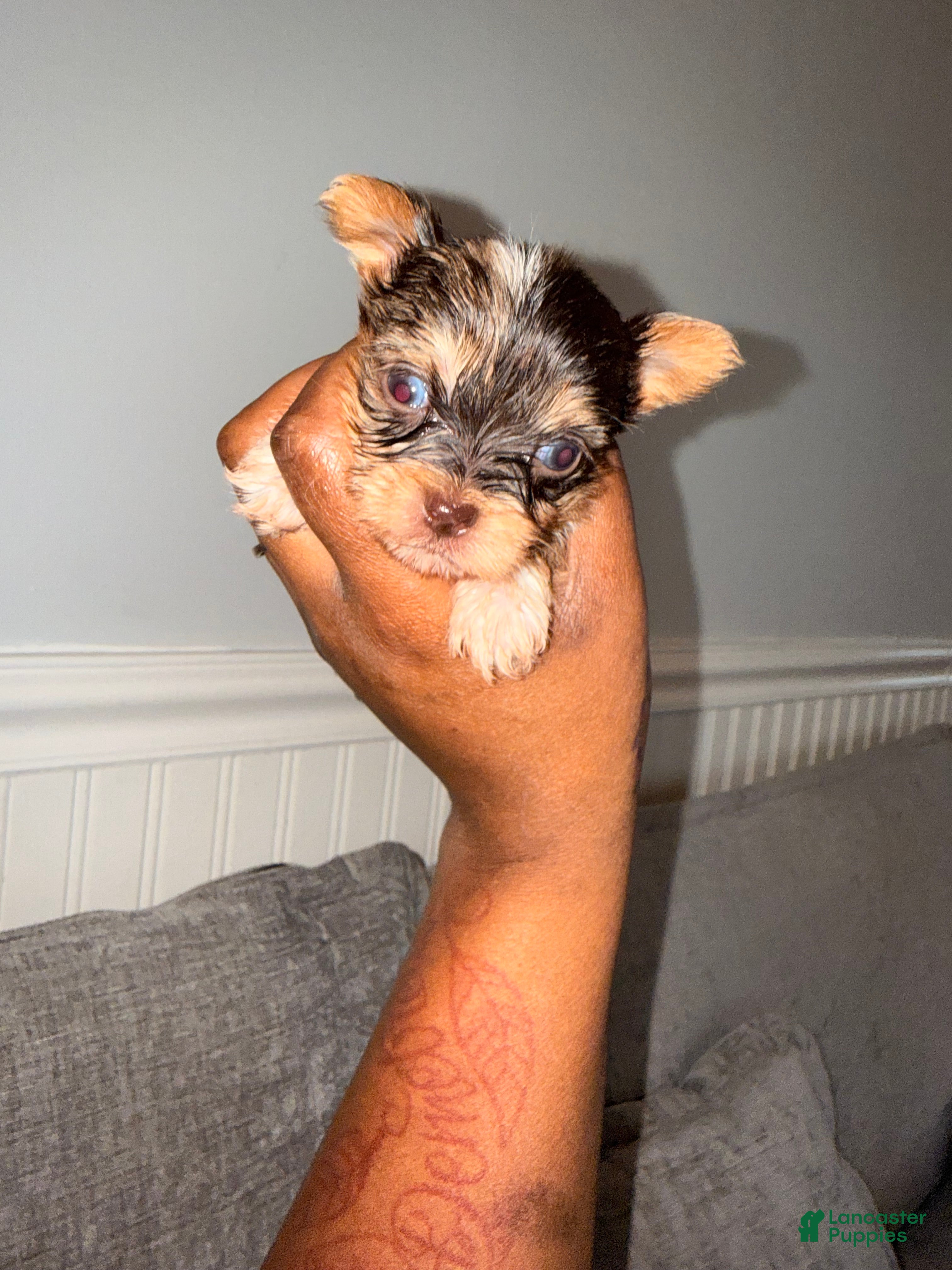 Yorkshire Terrier dogs Butter - Ad 17