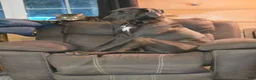 Great Dane dogs for sale: Great Dane 9 - Ad 2