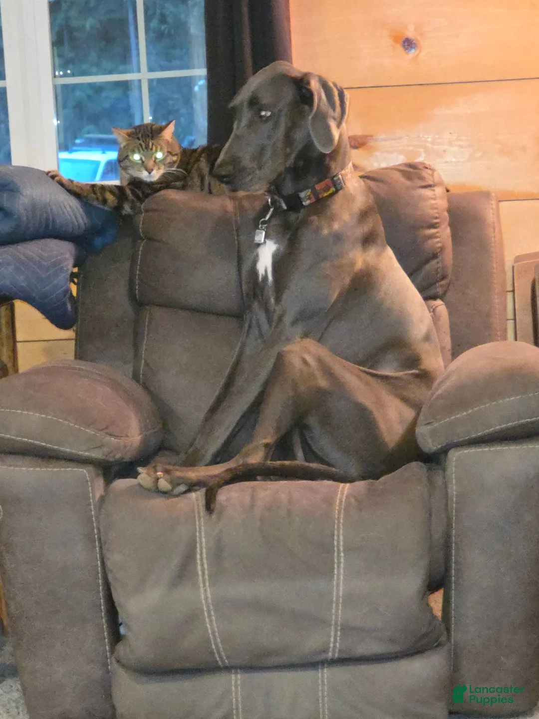 Great Dane dogs for sale: Great Dane 9 - Ad 2