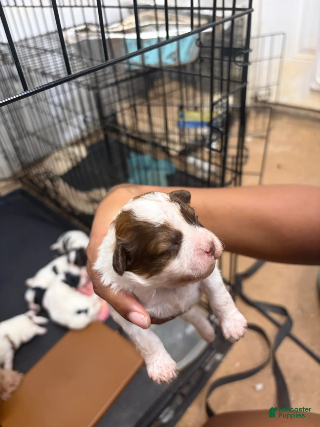 Mixed Breed dogs for sale: King - Ad 1