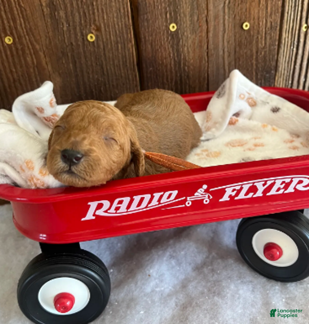 Mini Goldendoodle dogs for sale: Marmalade - Ad 5