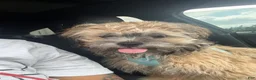 Shih Tzu dogs for sale: Shih Tzu Puppy 1 - Ad 2