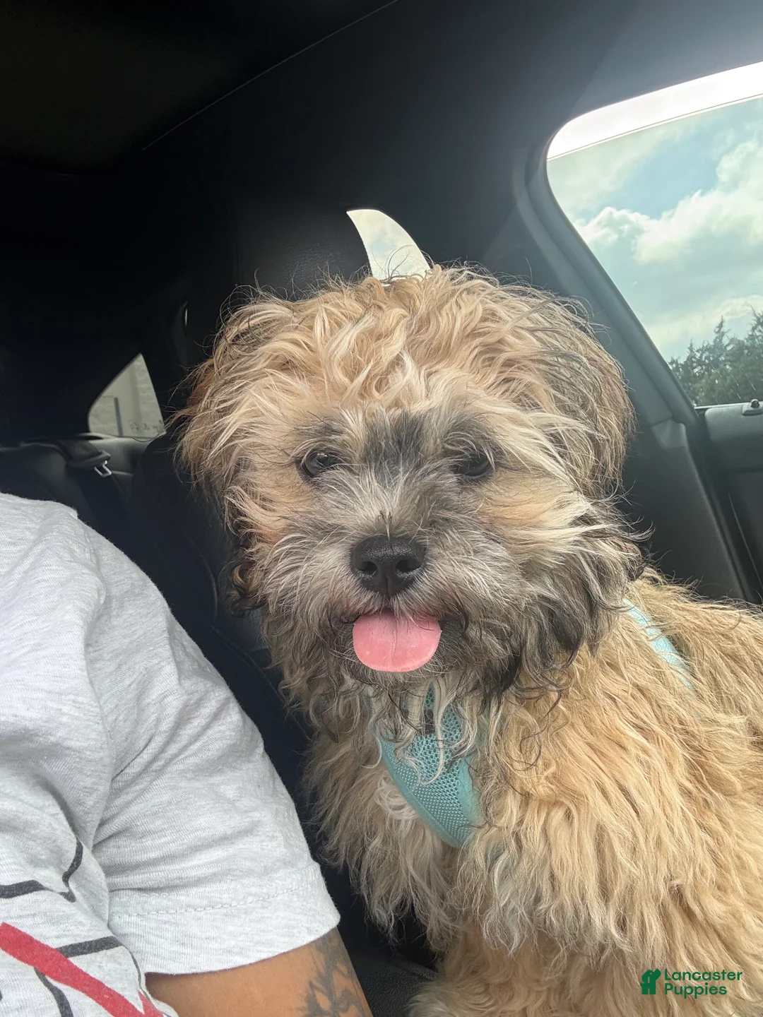 Shih Tzu dogs for sale: Shih Tzu Puppy 1 - Ad 2