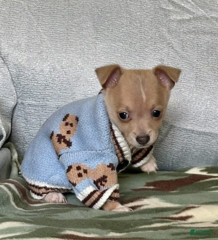 Chiweenie dogs Rambo - Ad 2