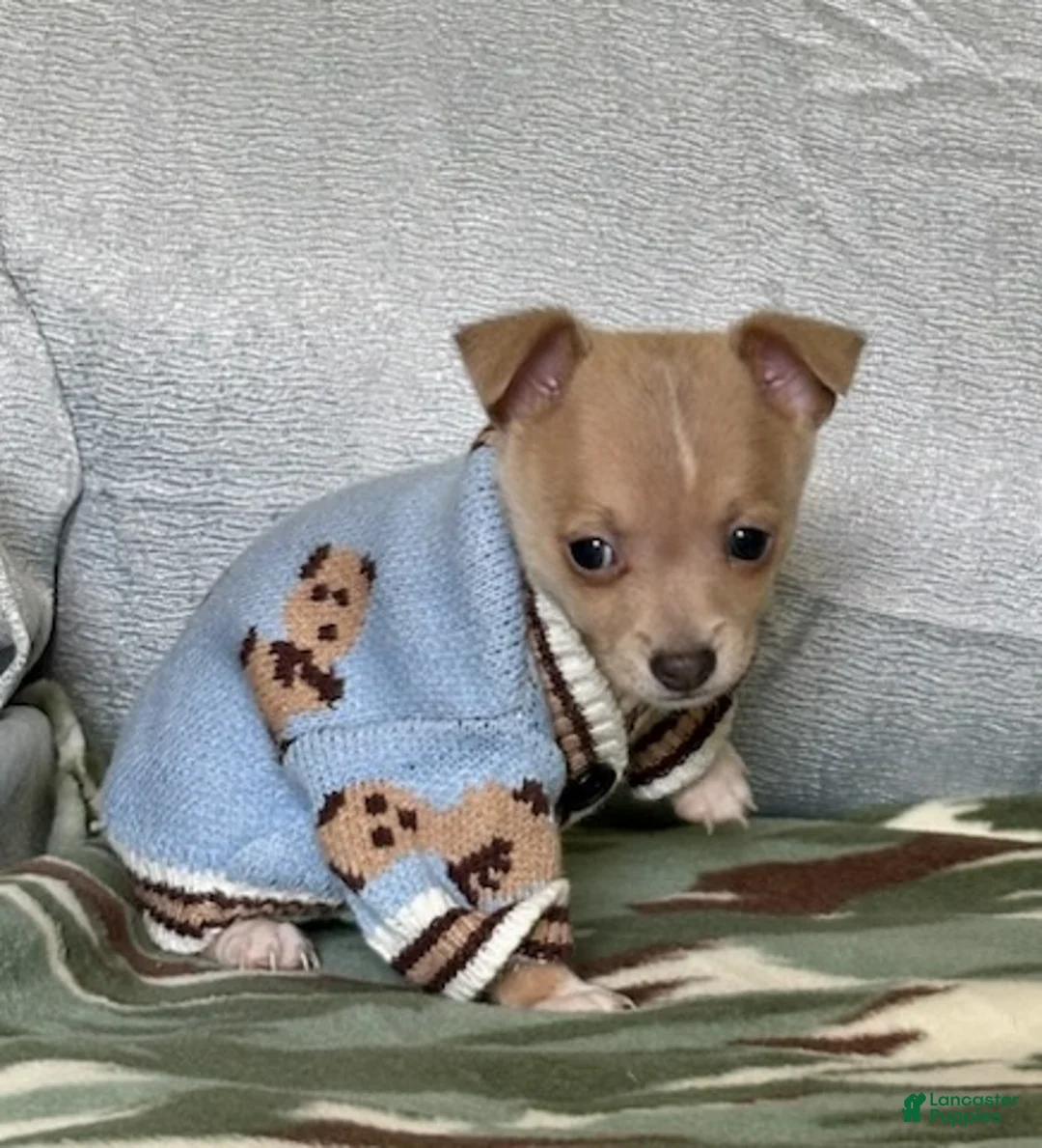 Chiweenie dogs for sale: Rambo - Ad 2
