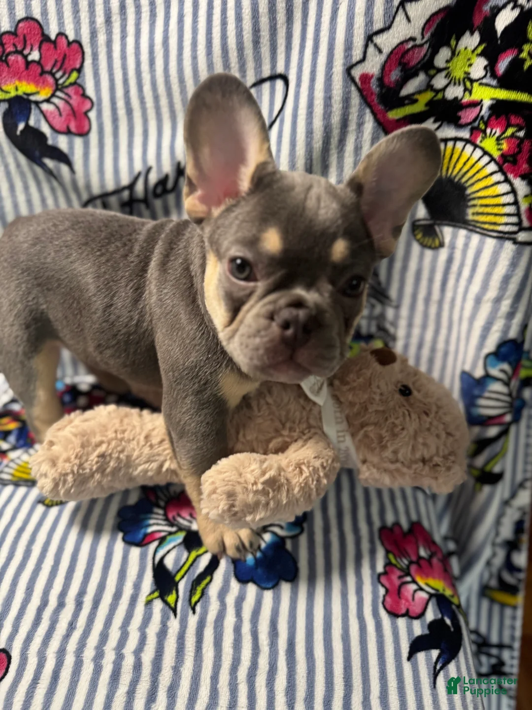 French Bulldog dogs for sale:  Big Boy - Ad 1