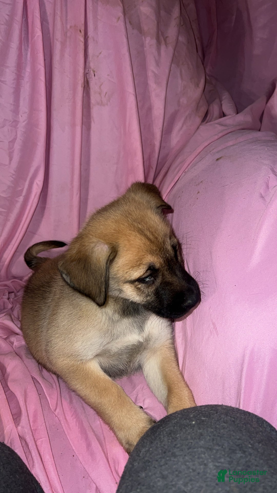 Mixed Breed dogs for sale: Boy 1 - Ad 6