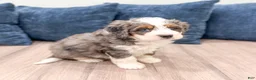 Mini Bernedoodle dogs for sale: Rocket - Ad 3