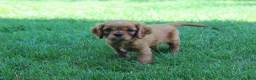 Cavalier King Charles Spaniel dogs for sale: Cavalier King Charles Spaniel 1 - Ad 7