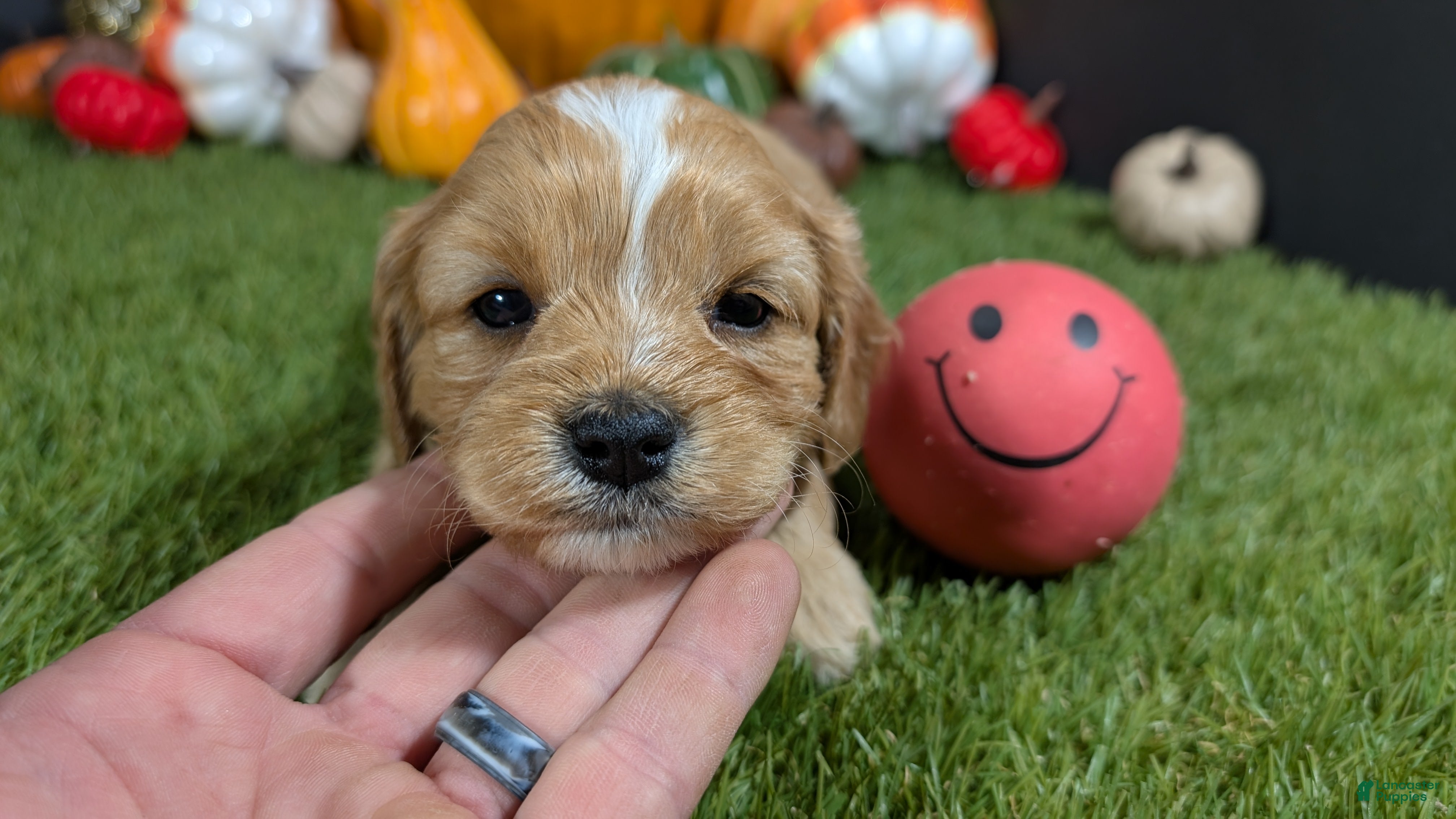 Cavapoo dogs Cavapoo Puppy 3 - Ad 3