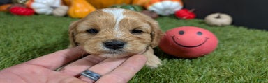 Cavapoo Puppy 3