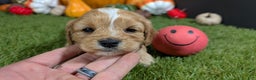 Cavapoo dogs for sale: Cavapoo Puppy 3 - Ad 1