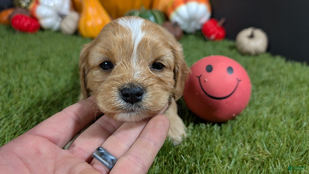 Cavapoo dogs for sale: Cavapoo Puppy 3 - Ad 1