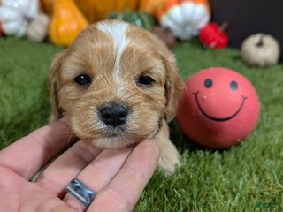 Cavapoo dogs Cavapoo Puppy 3 - Ad 23
