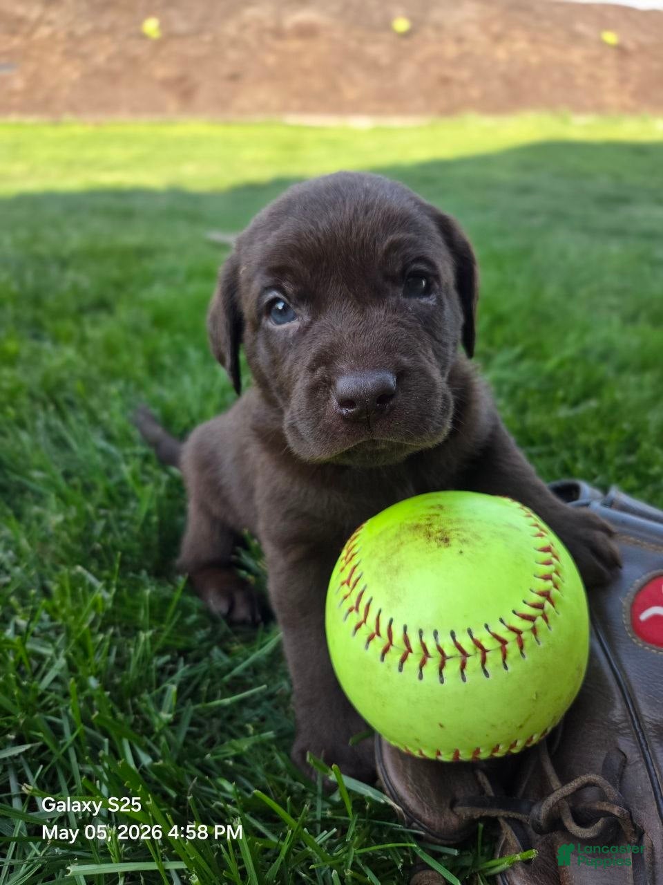 Labrador Retriever dogs Ginger  - Ad 12