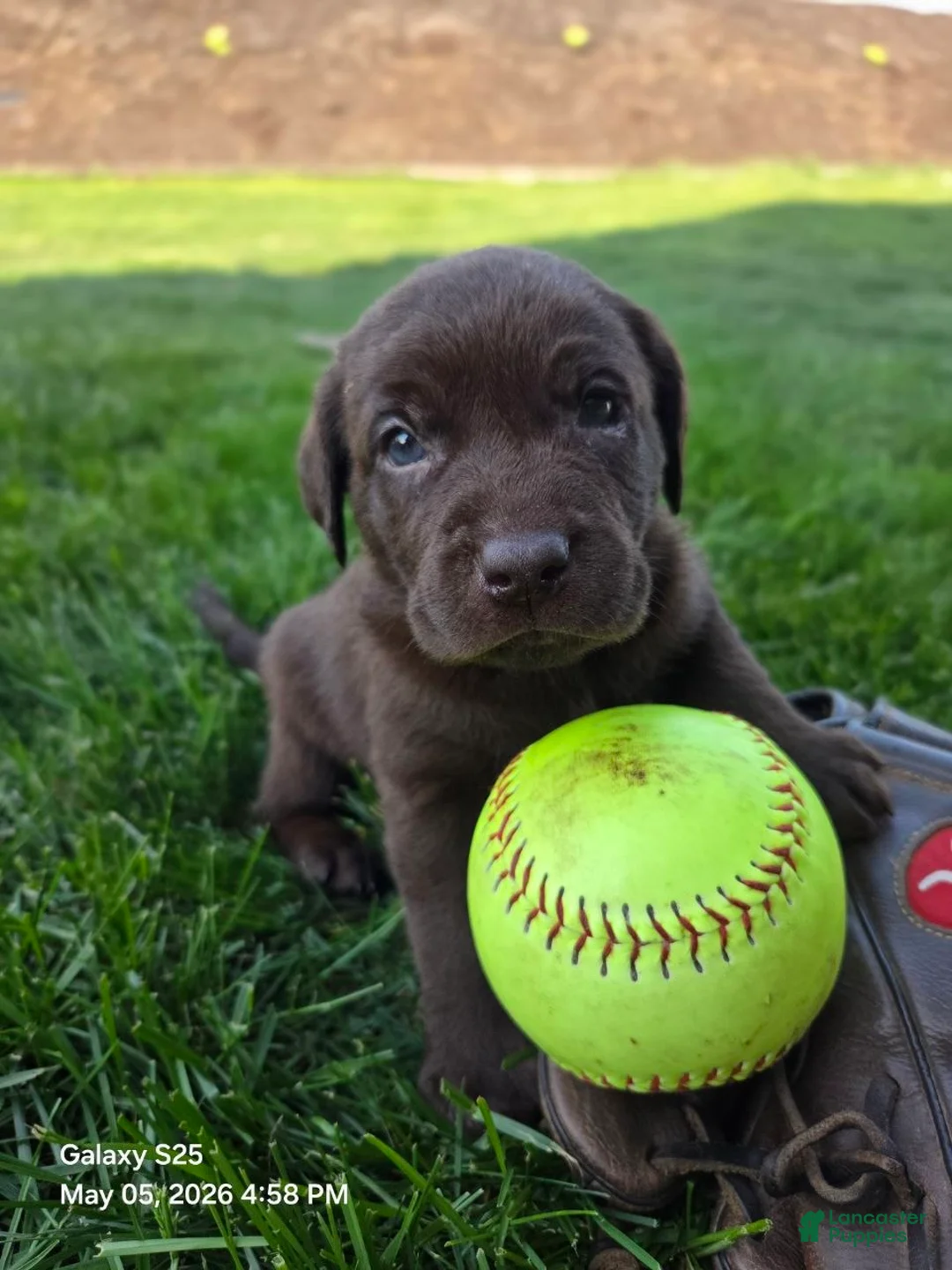 Labrador Retriever dogs for sale: Ginger  - Ad 1