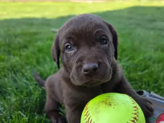 Labrador Retriever dogs Ginger - Ad 12